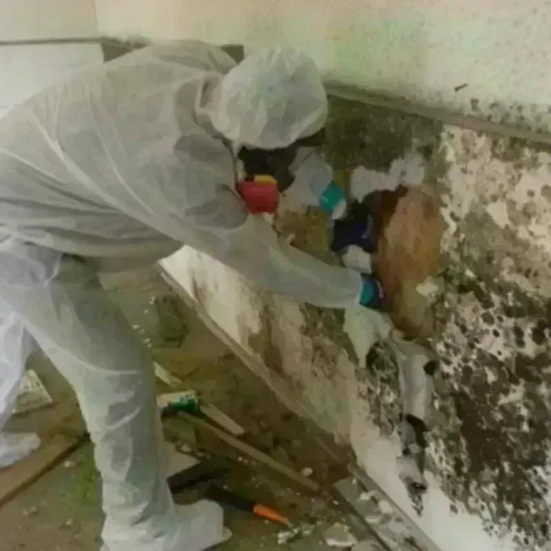 Mold Remediation and Removal in Nooksack, WA